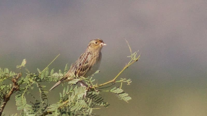 A small tan grasshopper sparrow perched on a plant.