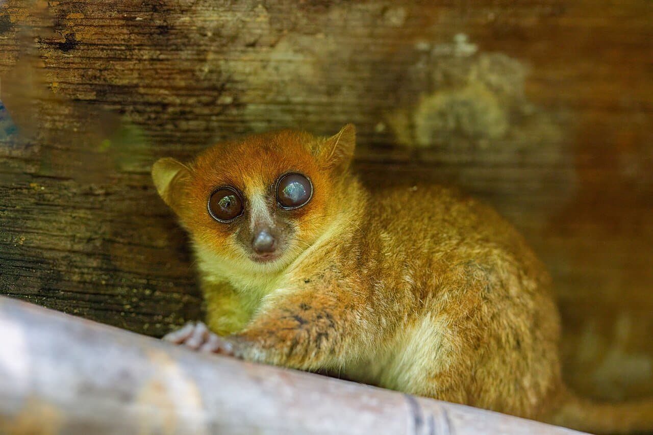 A tiny gray mouse lemur with huge eyes peeking from a wooden shelter.