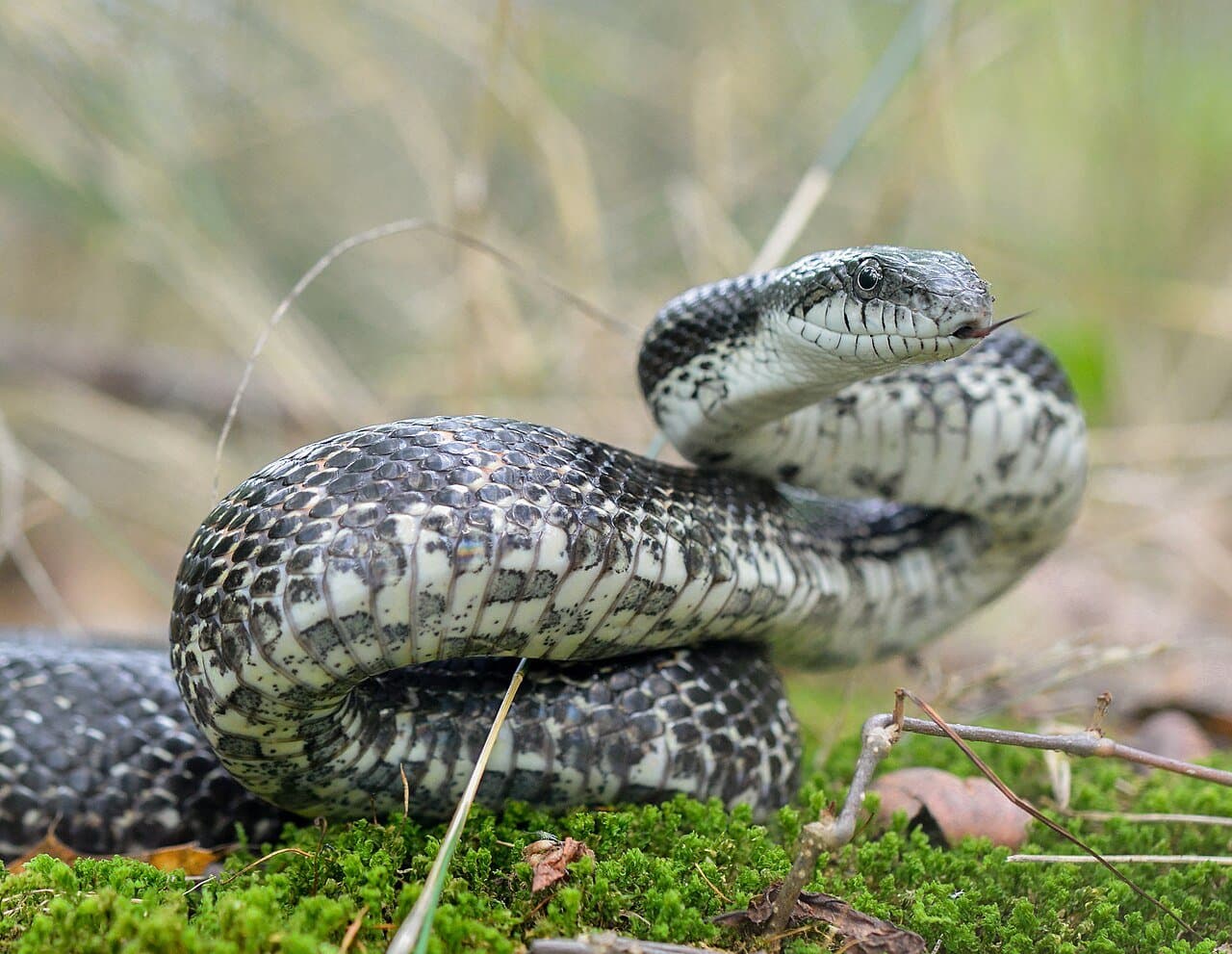 A gray rat snake with dark blotches coiled on moss.
