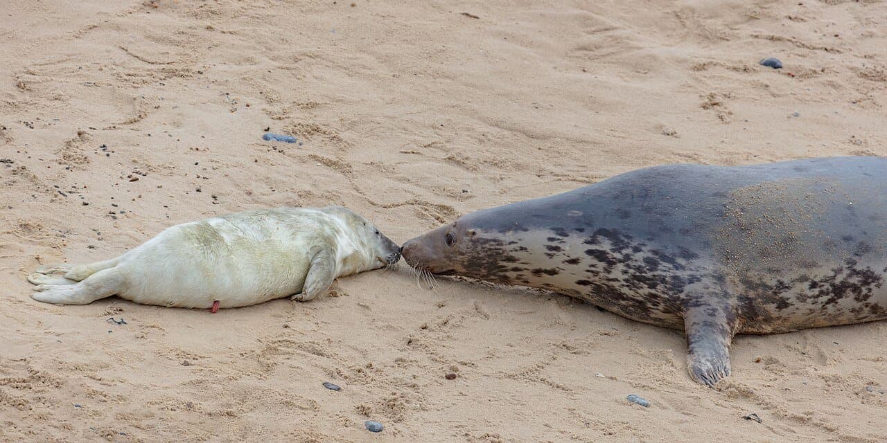 A gray seal mother and her white pup lying on sand.