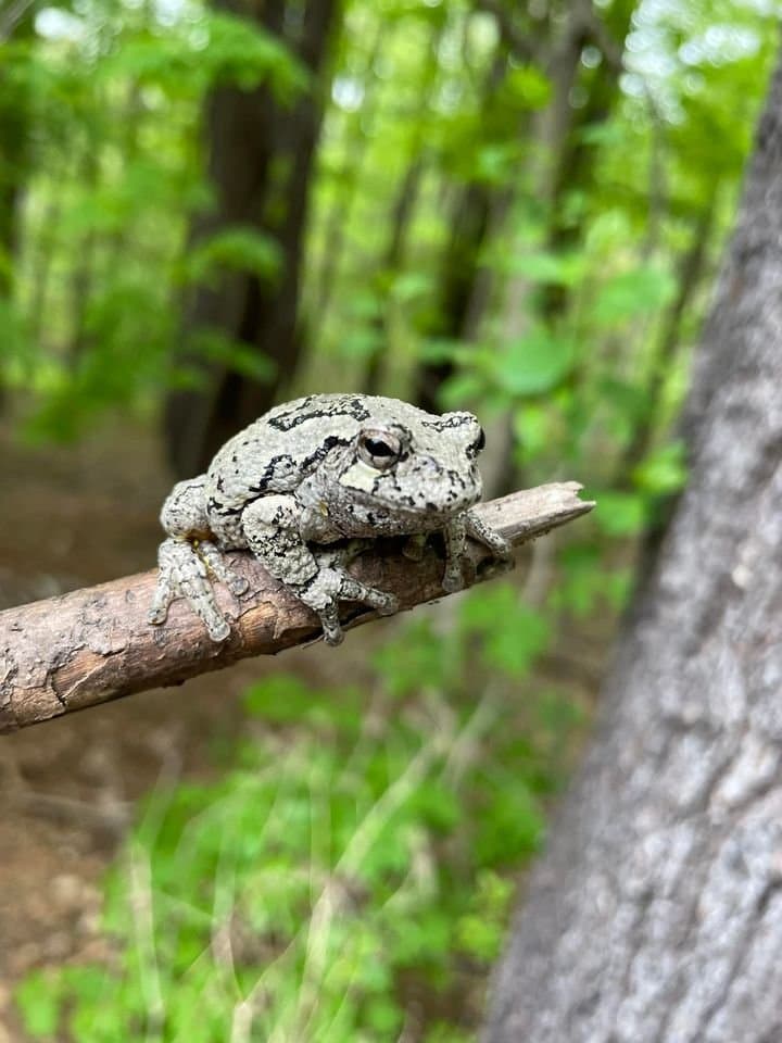 A gray tree frog sitting on a branch in the woods.
