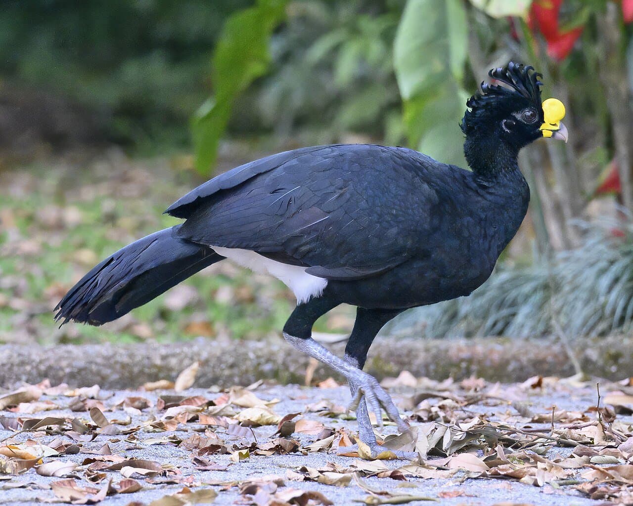 A black male great curassow with a curly crest and a yellow knob on its bill walking on the forest floor.