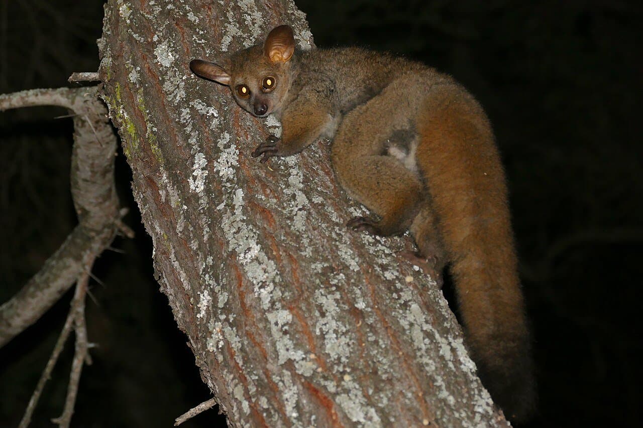 A greater galago with a long bushy tail clinging to a tree trunk at night.