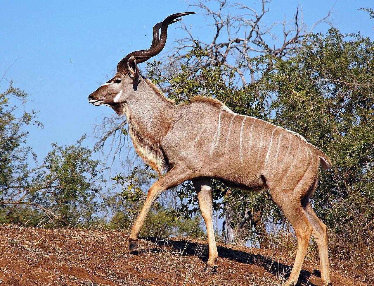 A male greater kudu with long spiral horns and thin white stripes walking on red earth.