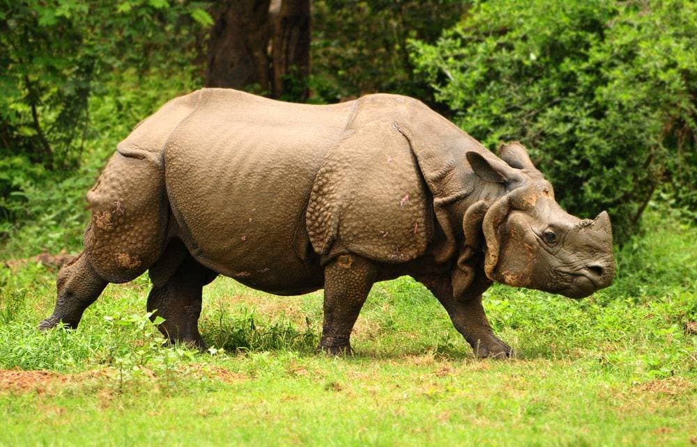 A greater one-horned rhinoceros with thick, folded skin walking through grass.