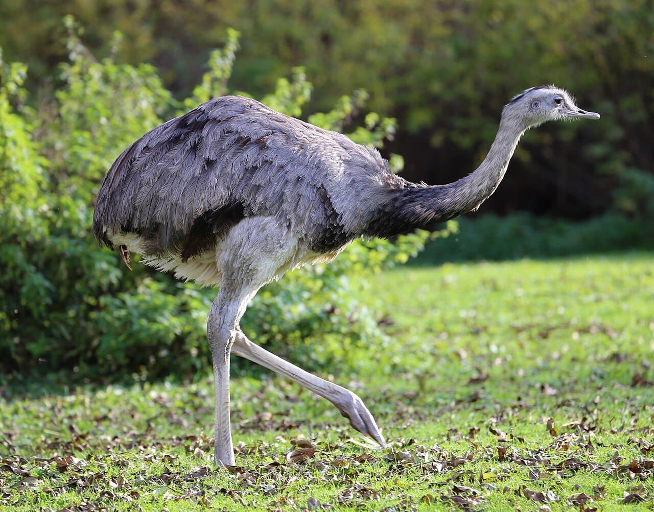 A gray greater rhea walking across a lawn.