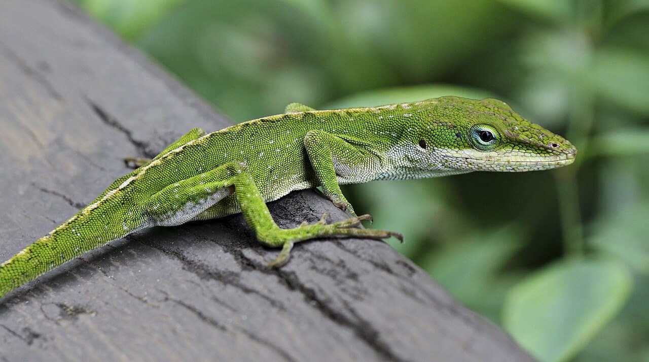 A bright green anole lizard on a wooden rail.