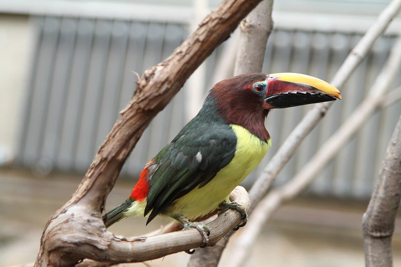A green aracari with a red, yellow and black bill on a branch.