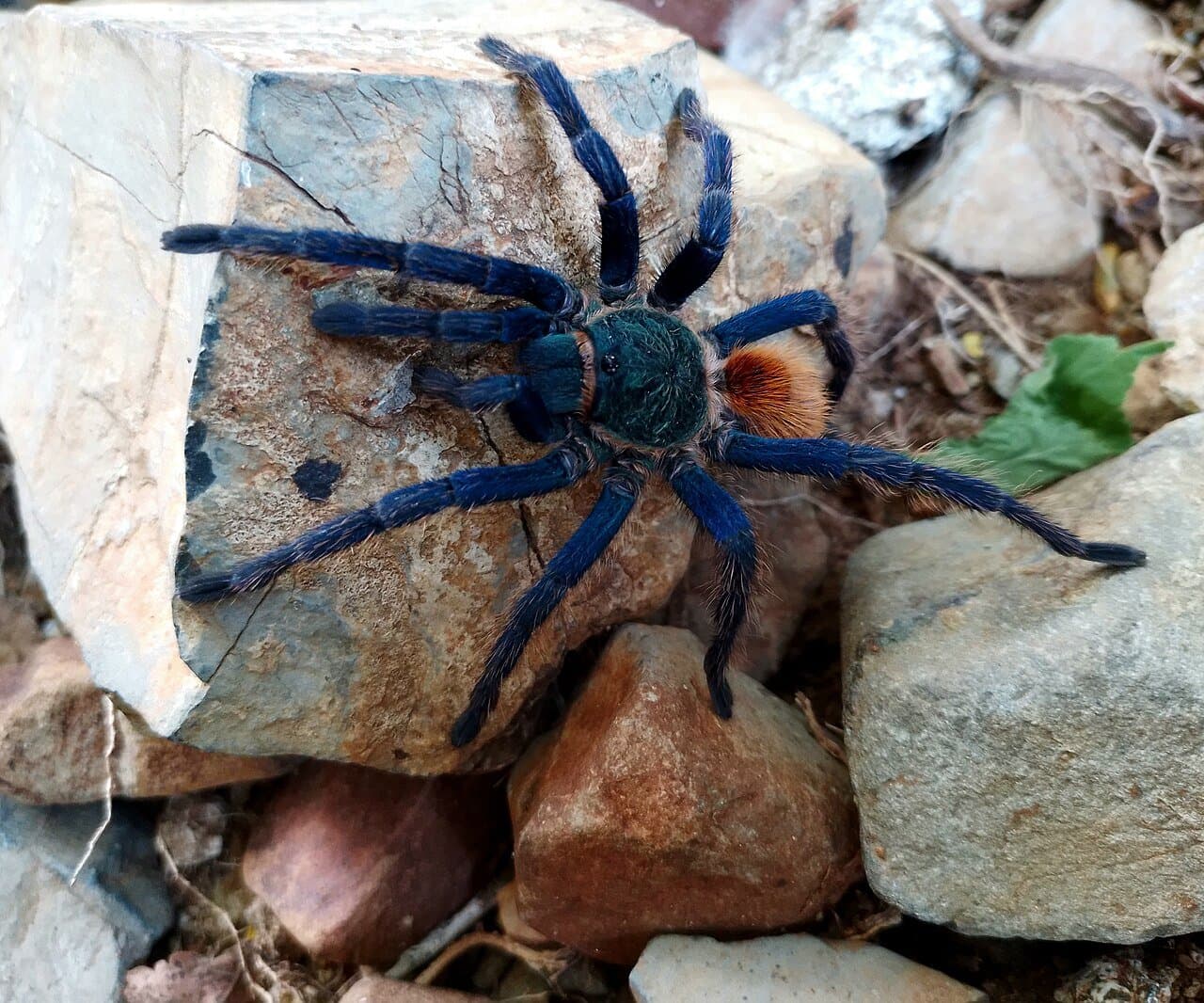 A blue-legged green bottle blue tarantula on a rock.