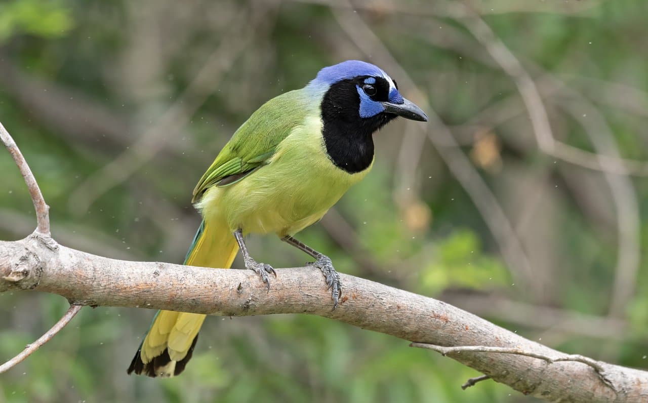 A green jay with a yellow belly and blue-and-black head perched on a branch.