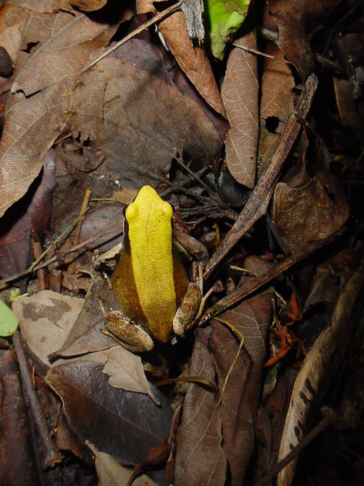 A small yellow-green mantella frog among dead leaves.