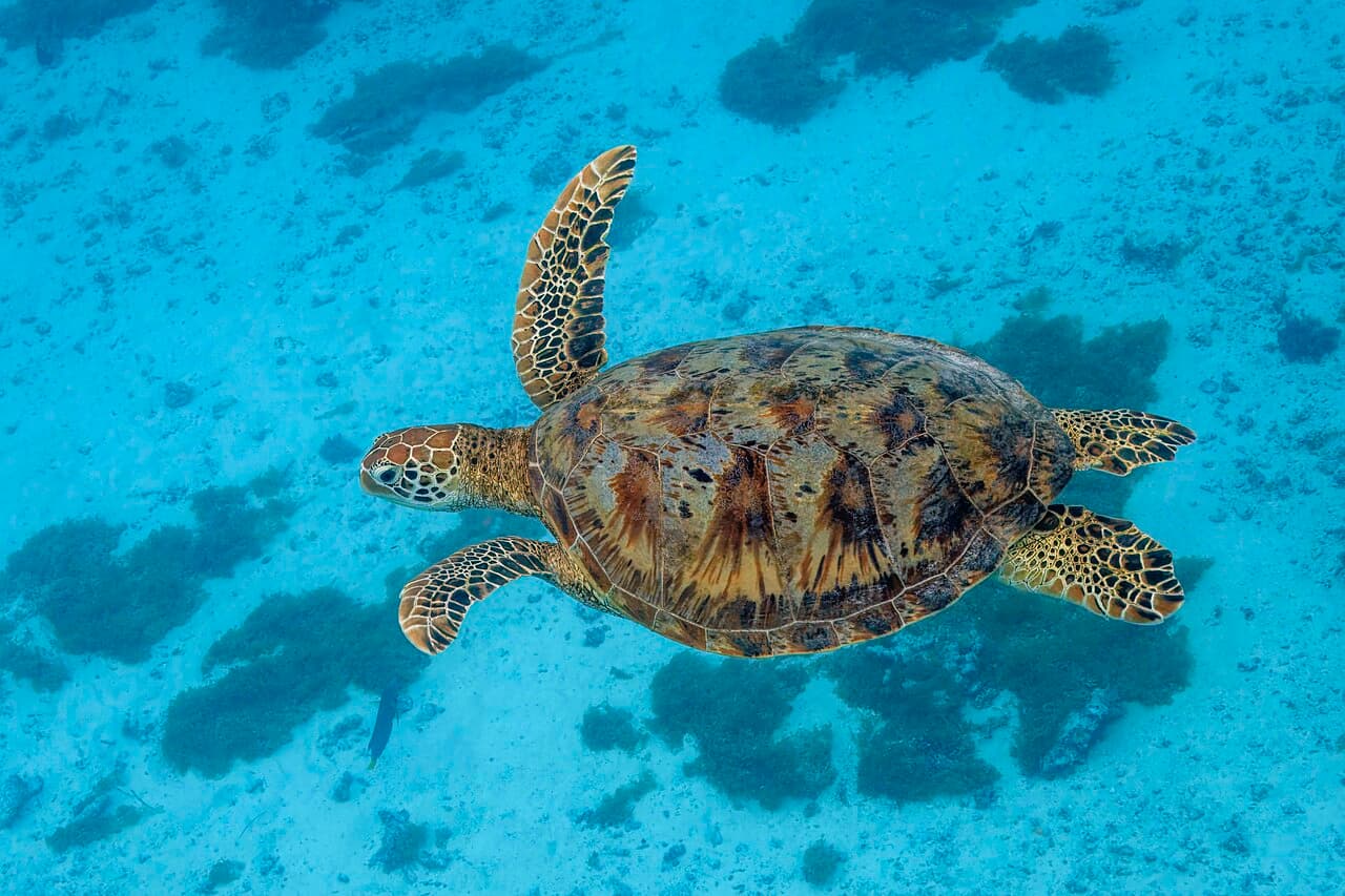 A green sea turtle swimming over a sandy sea floor near Moorea, French Polynesia, seen from above.