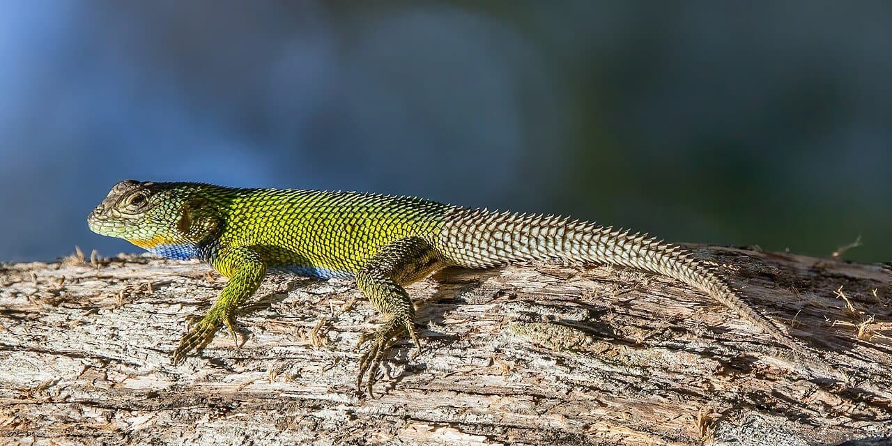 A green spiny lizard with rough scales lying on a log.
