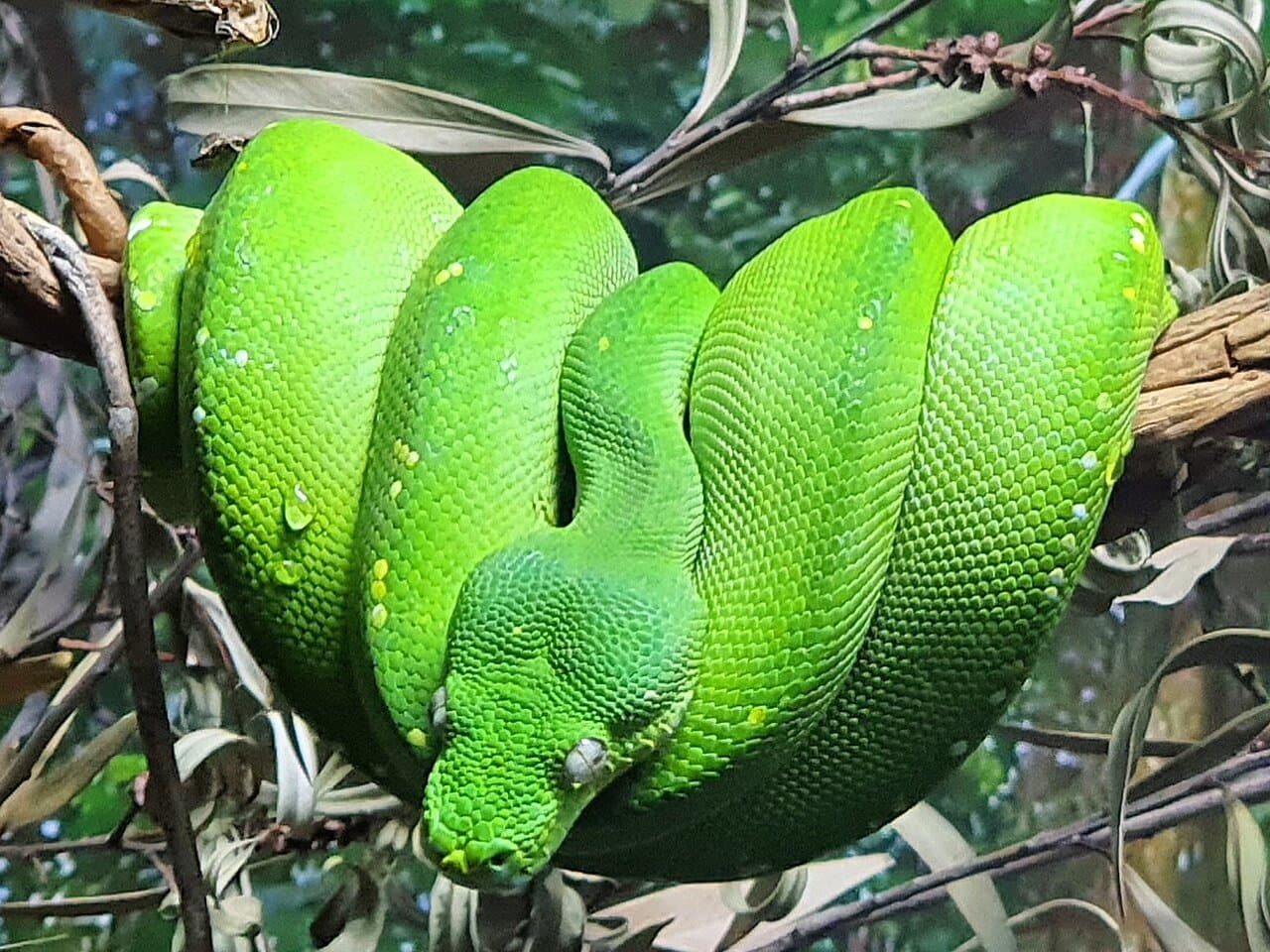 A bright green tree python coiled over a branch.