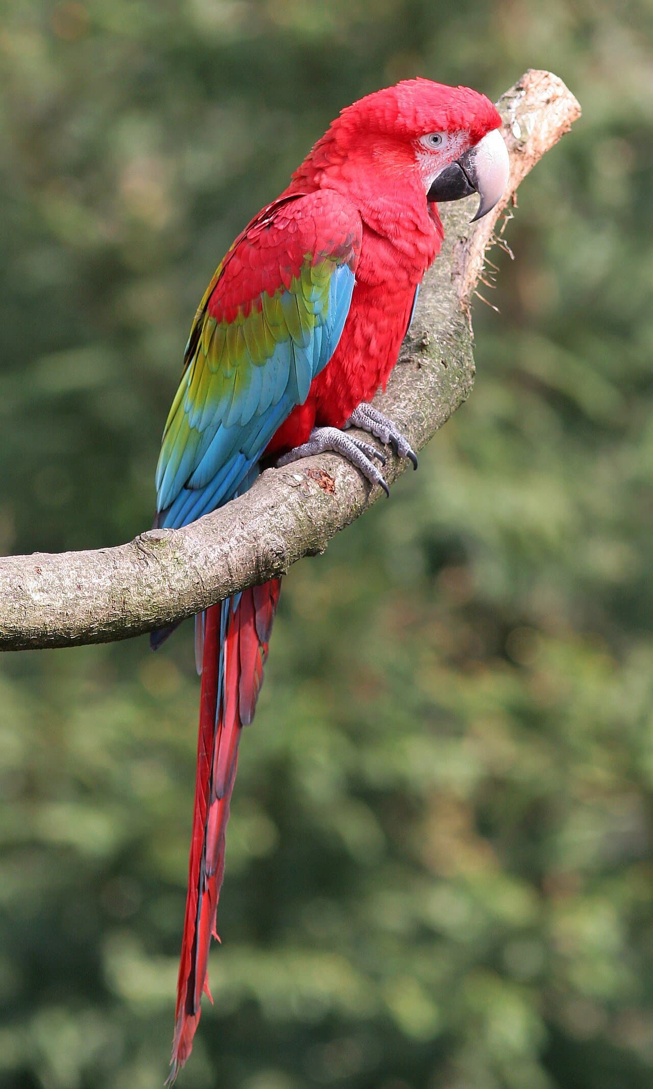 A red green-winged macaw with blue and green wing feathers perched on a branch.