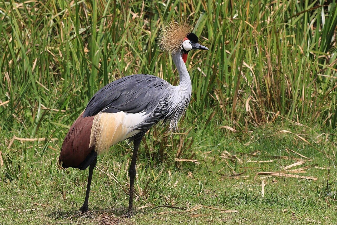 A grey crowned crane with a golden crown of feathers walking in grass.