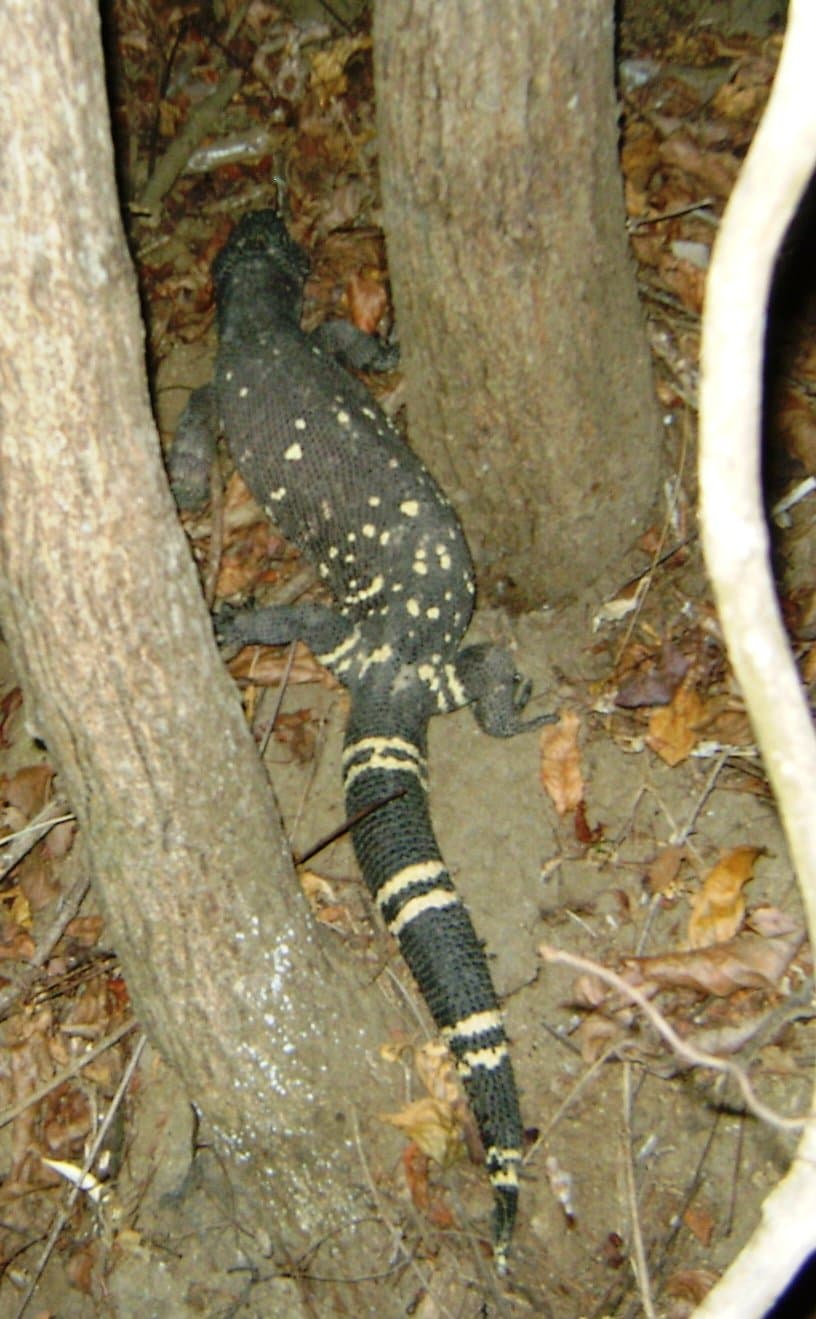 A Guatemalan beaded lizard with bumpy black and yellow banded skin climbing a tree trunk.