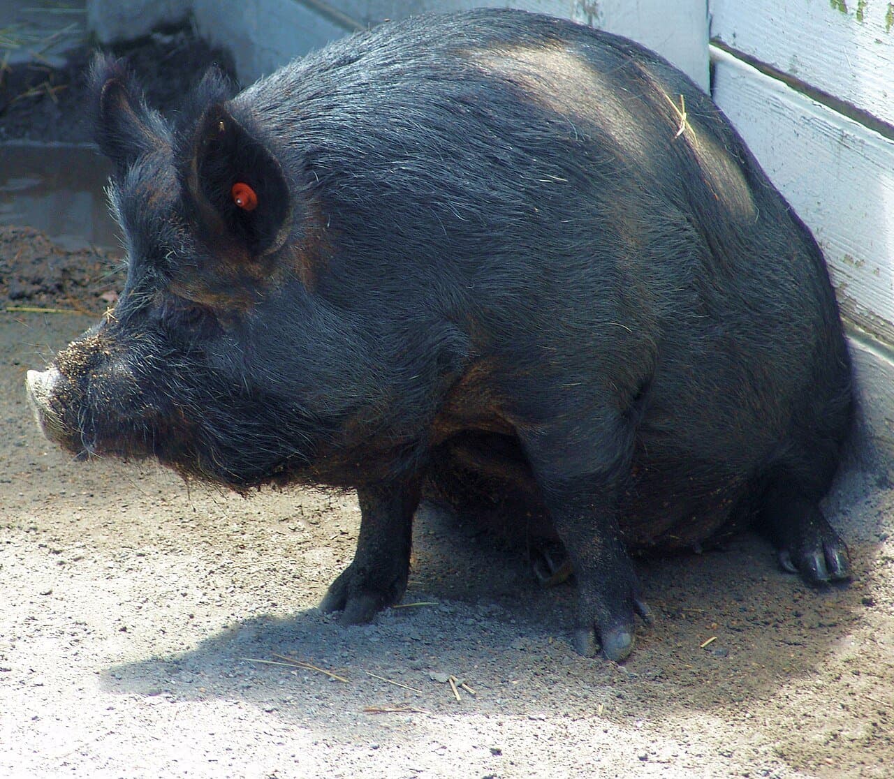 A black Guinea hog standing in a barn yard.
