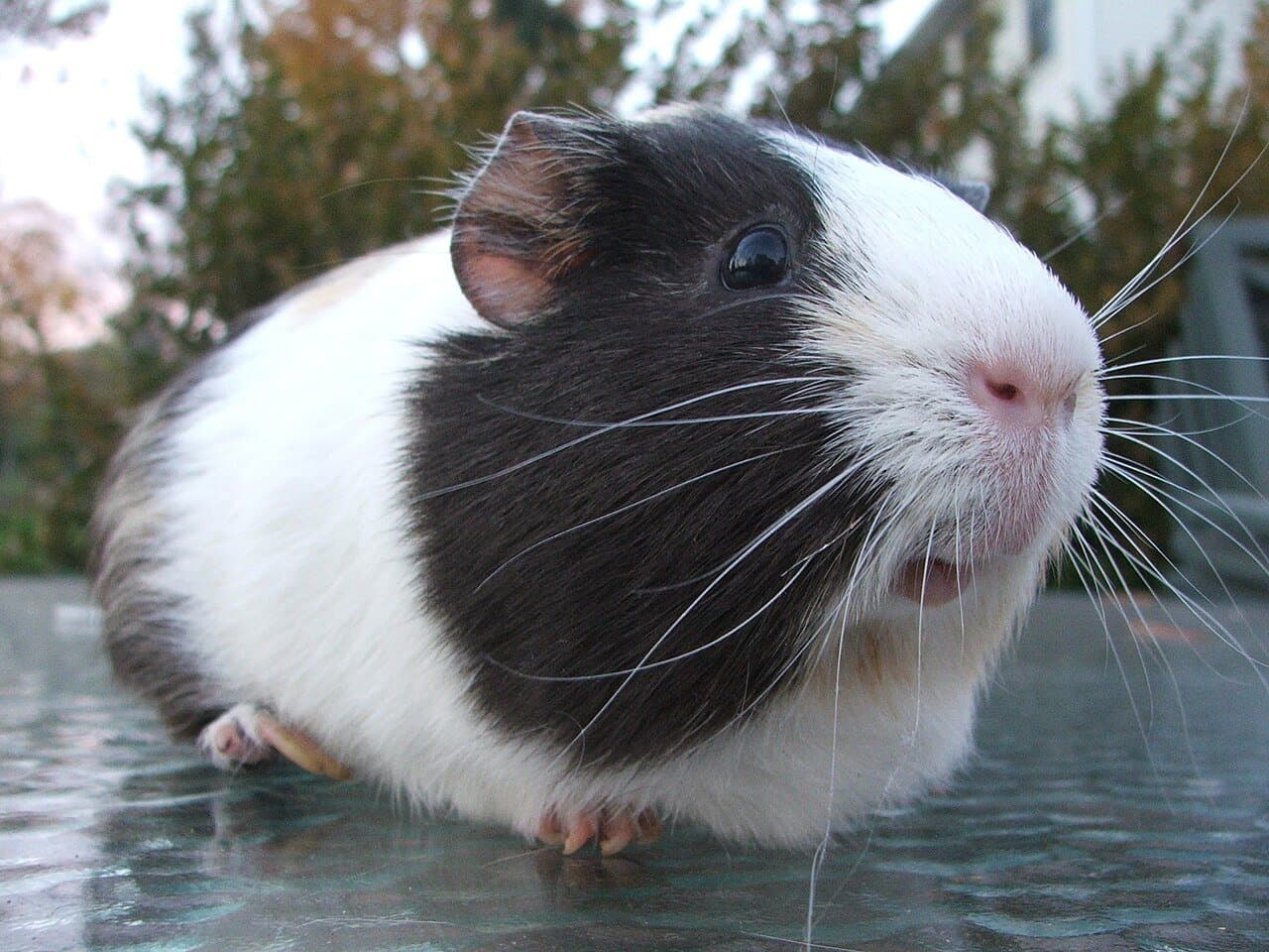 A black-and-white guinea pig sitting on a table.