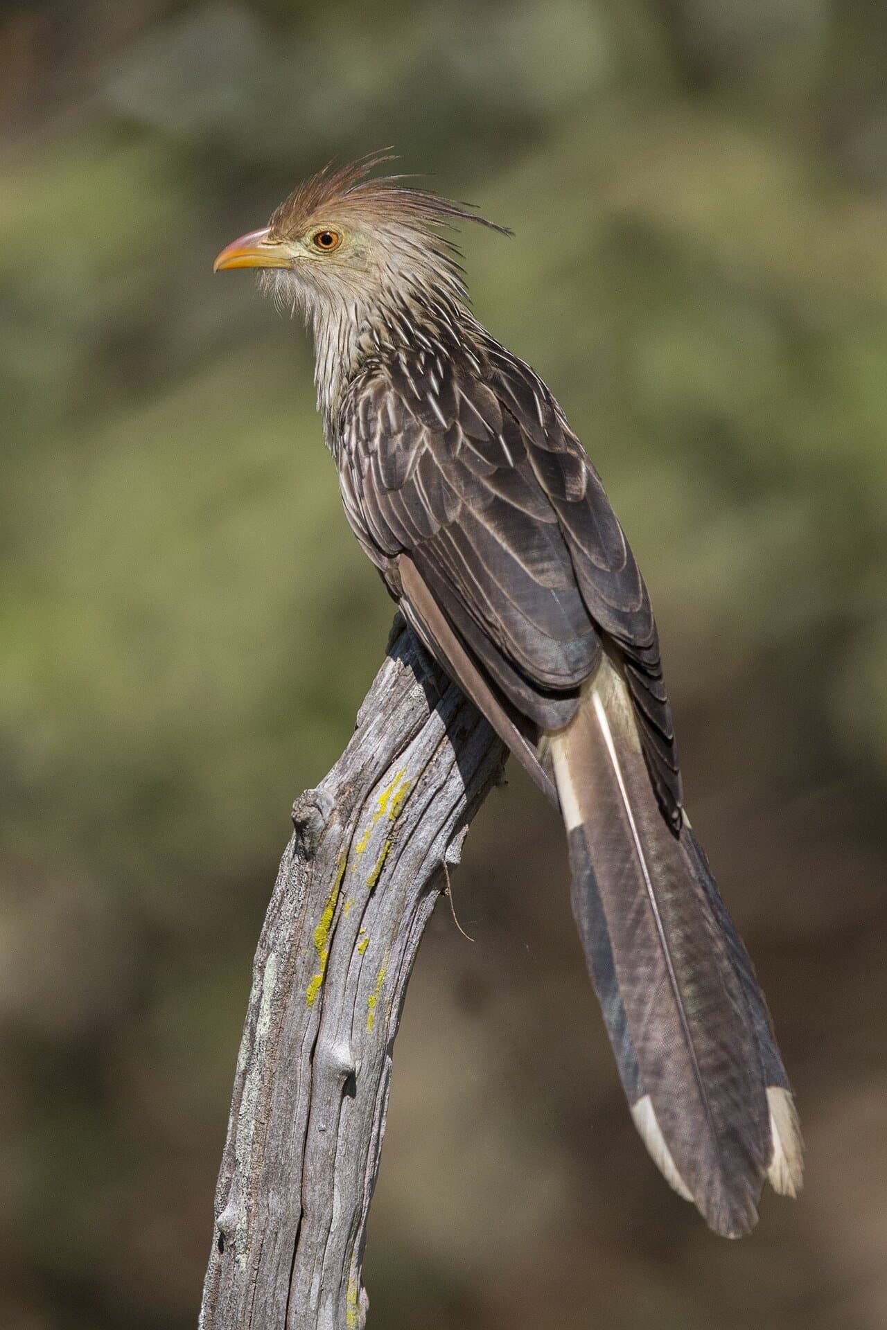 A scruffy guira cuckoo with a spiky crest perched on a branch.