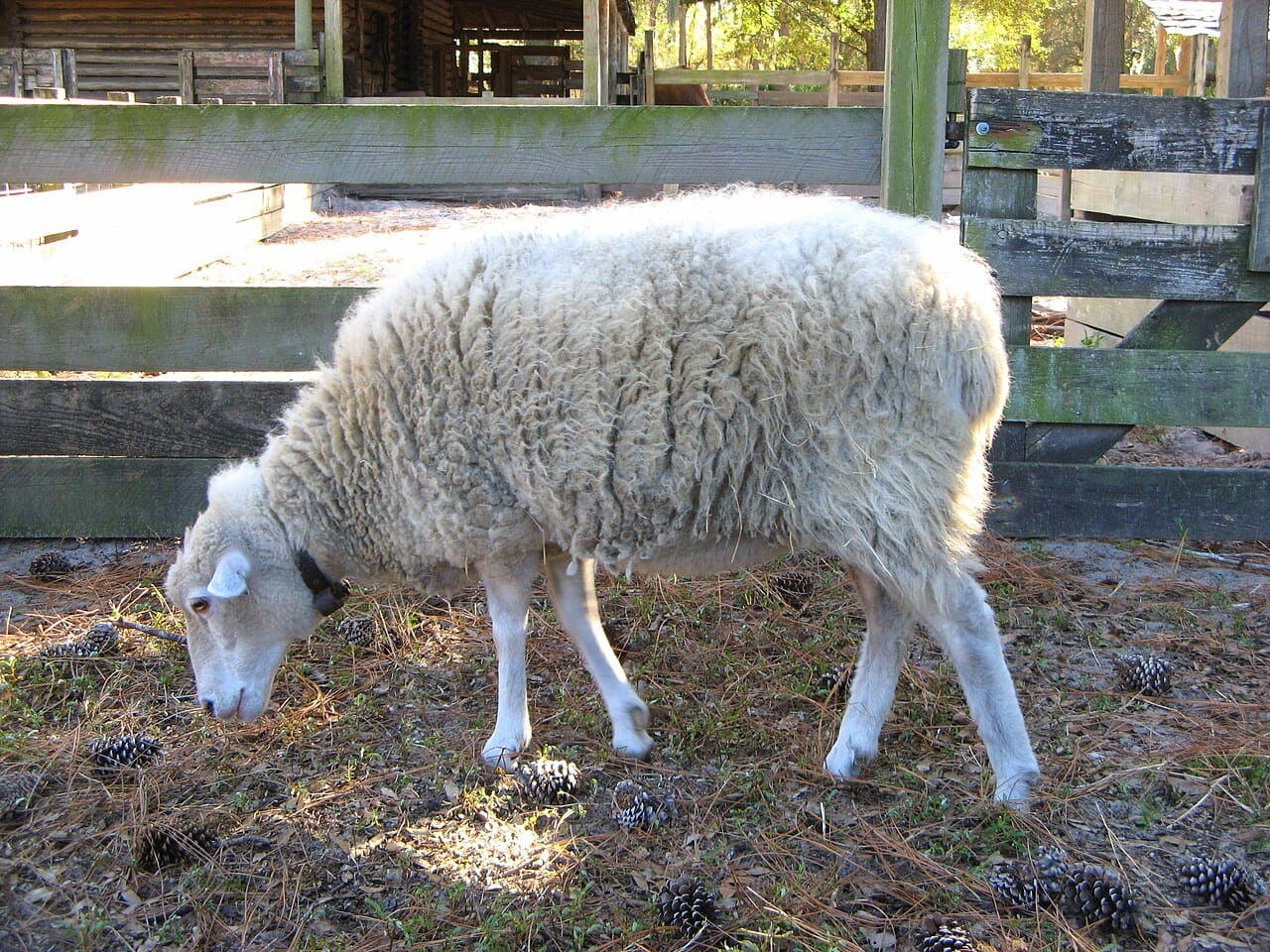 A Gulf Coast native sheep with a woolly coat and white face grazing in a pen.