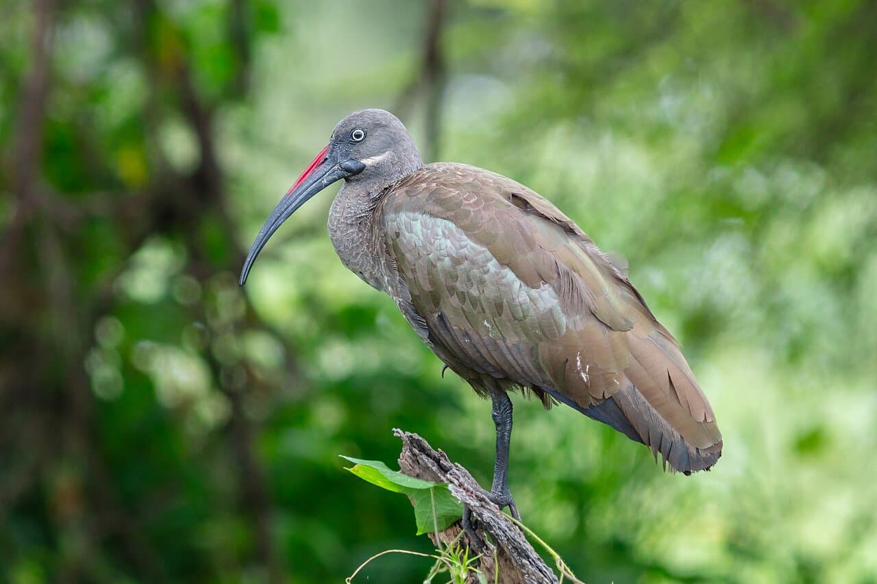 A gray-brown hadada ibis with a long curved bill perched on a branch.