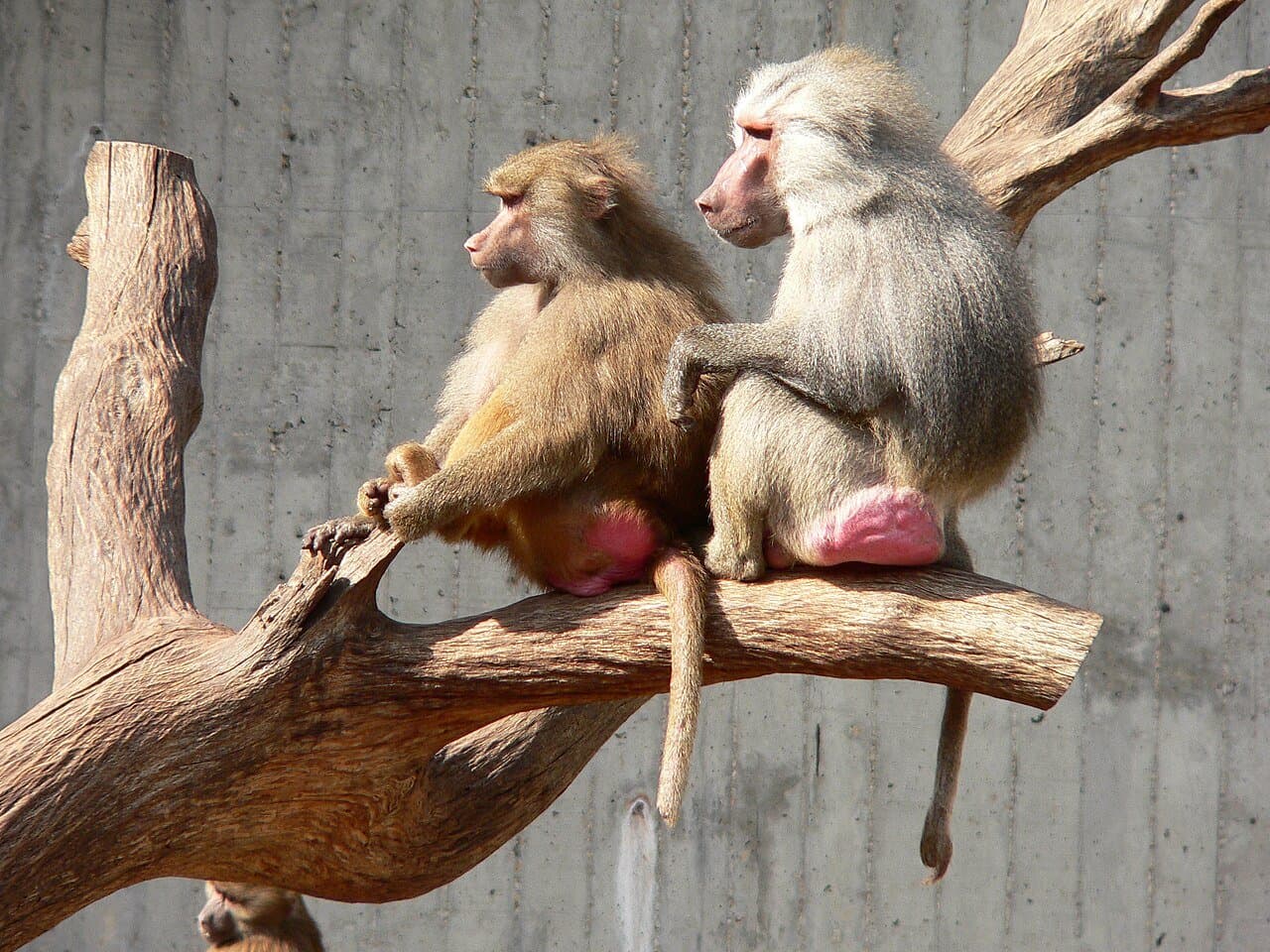 Two hamadryas baboons, a silver-maned male and a brown female, on a branch.