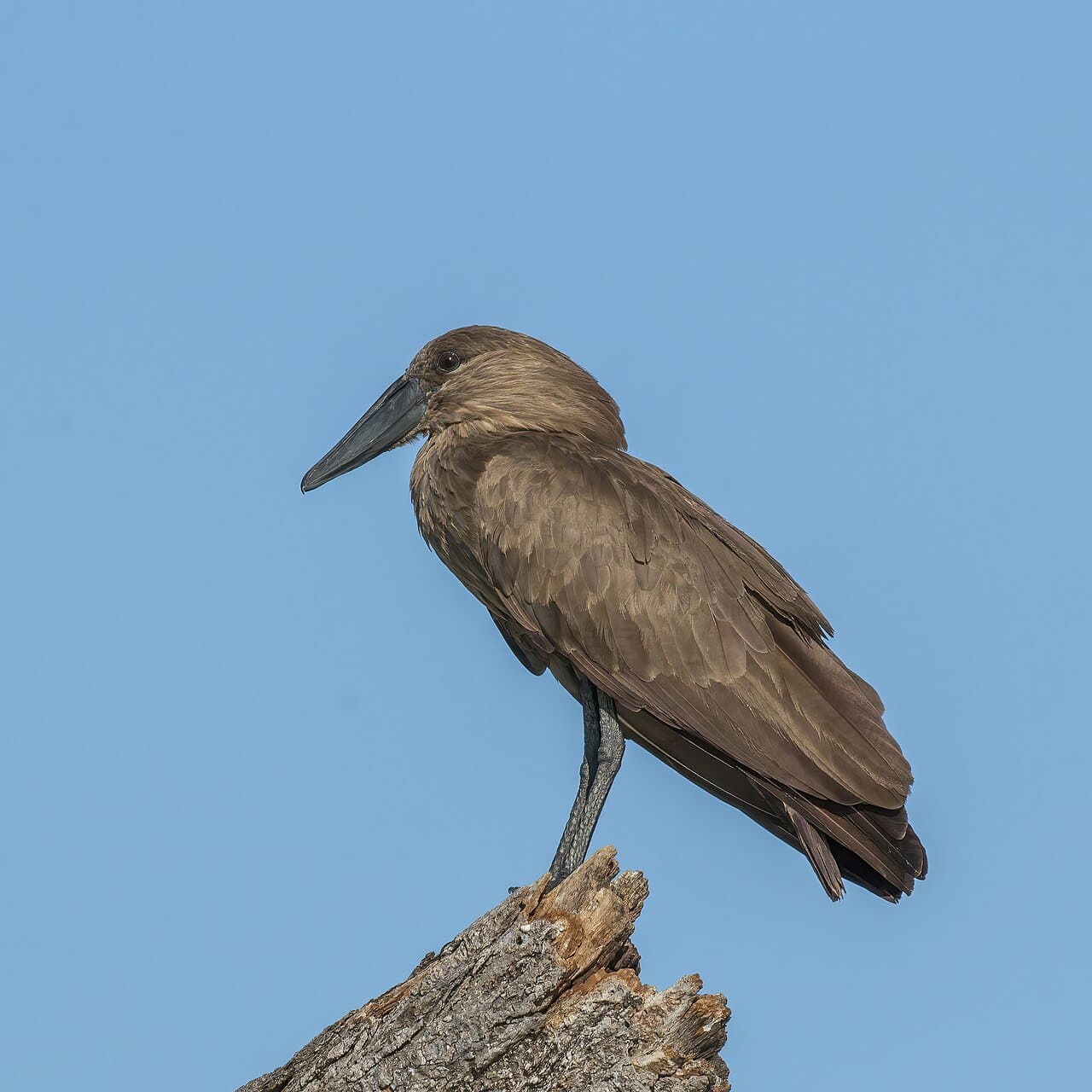 A brown hamerkop with a hammer-shaped head perched on a dead tree stump.