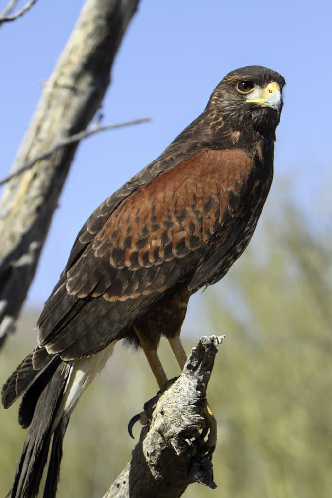 A dark brown Harris's hawk with rusty shoulders perched on a branch.
