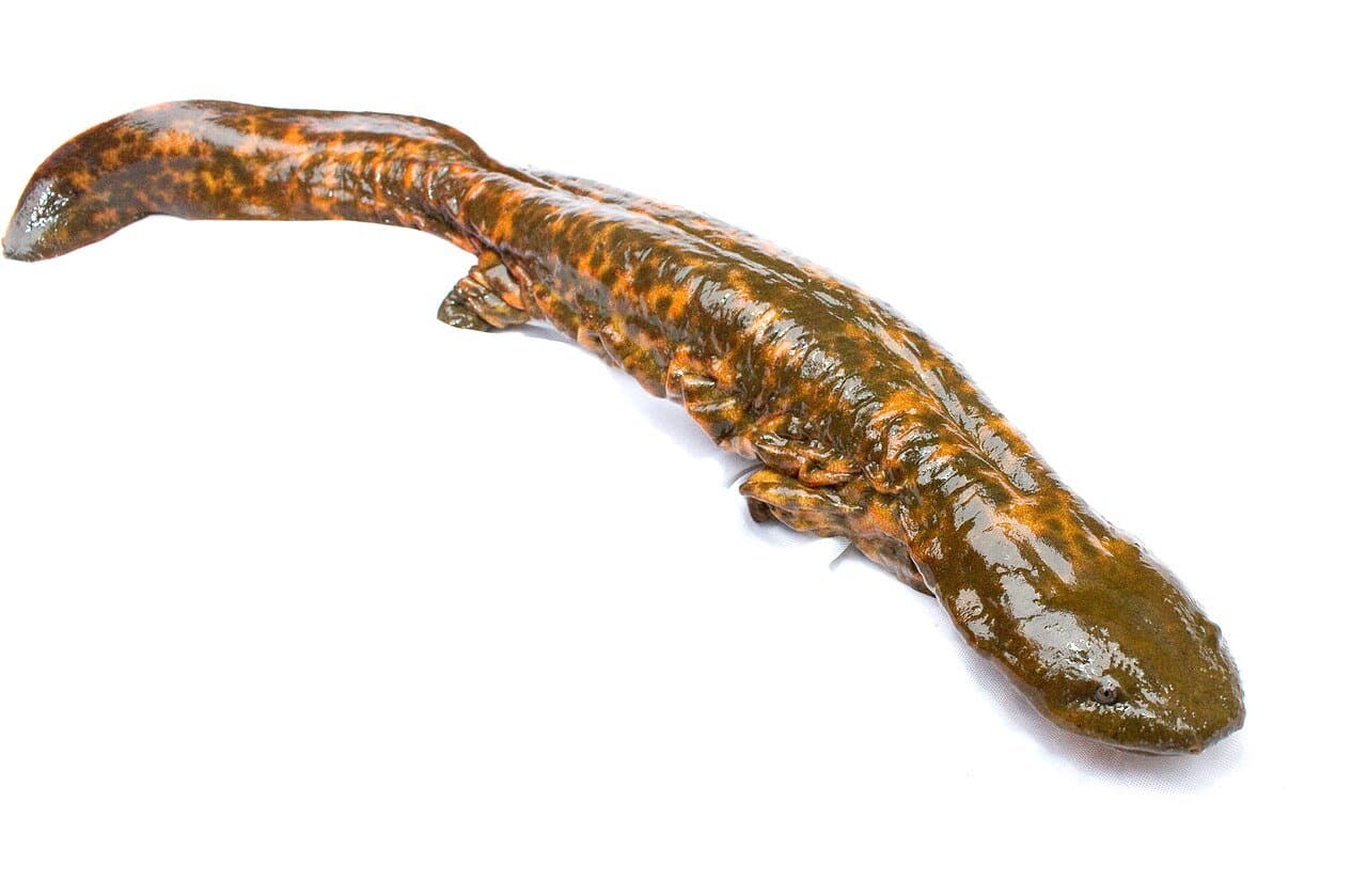A wrinkly brown hellbender salamander on a white background.
