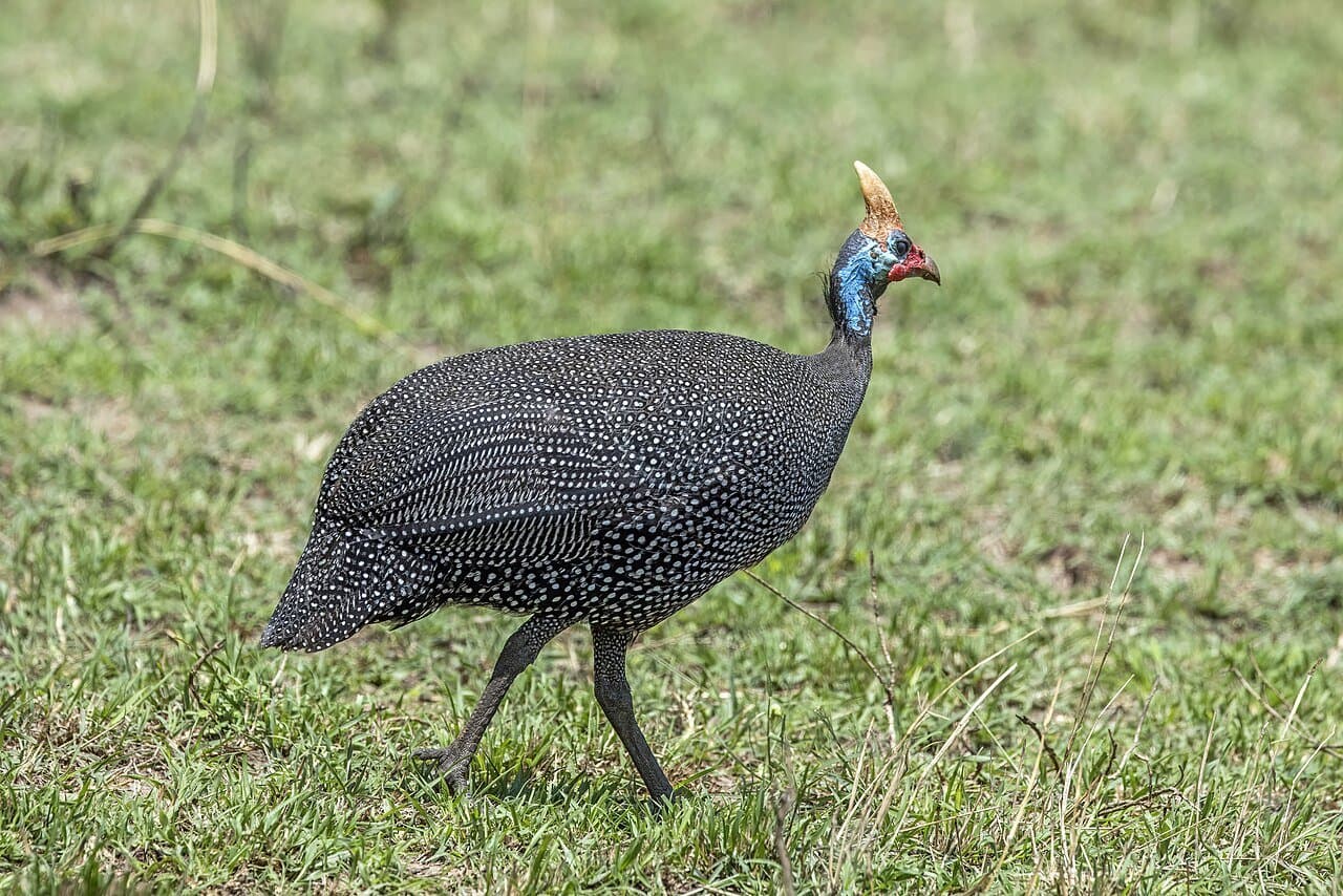A helmeted guineafowl with white-spotted gray feathers and a blue head walking on grass.
