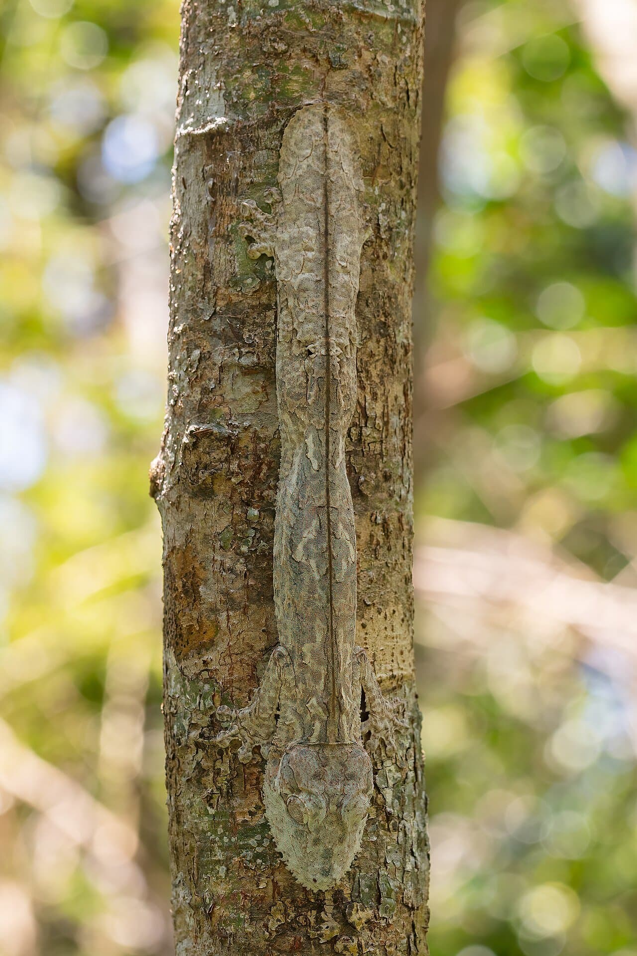 A camouflaged Henkel's leaf-tailed gecko clinging to a tree trunk.