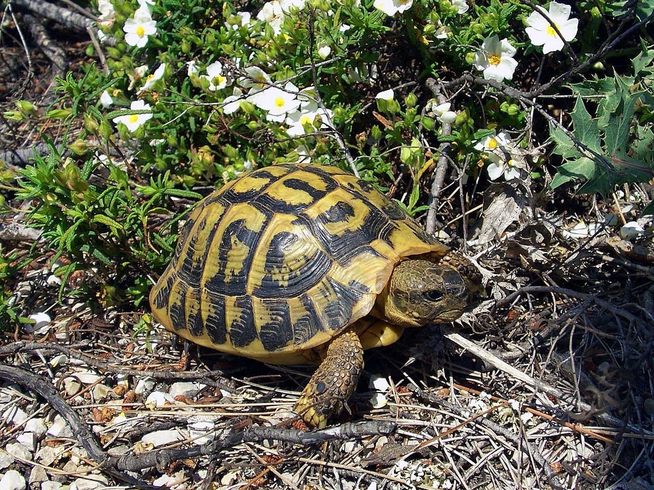 A Hermann's tortoise with a black-and-yellow shell among plants.