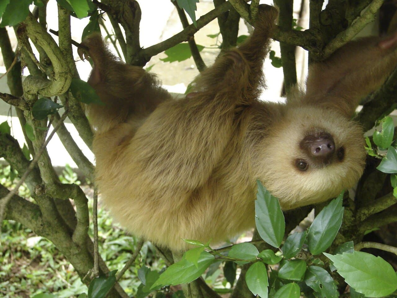A Hoffmann's two-toed sloth hanging upside down among leafy branches.