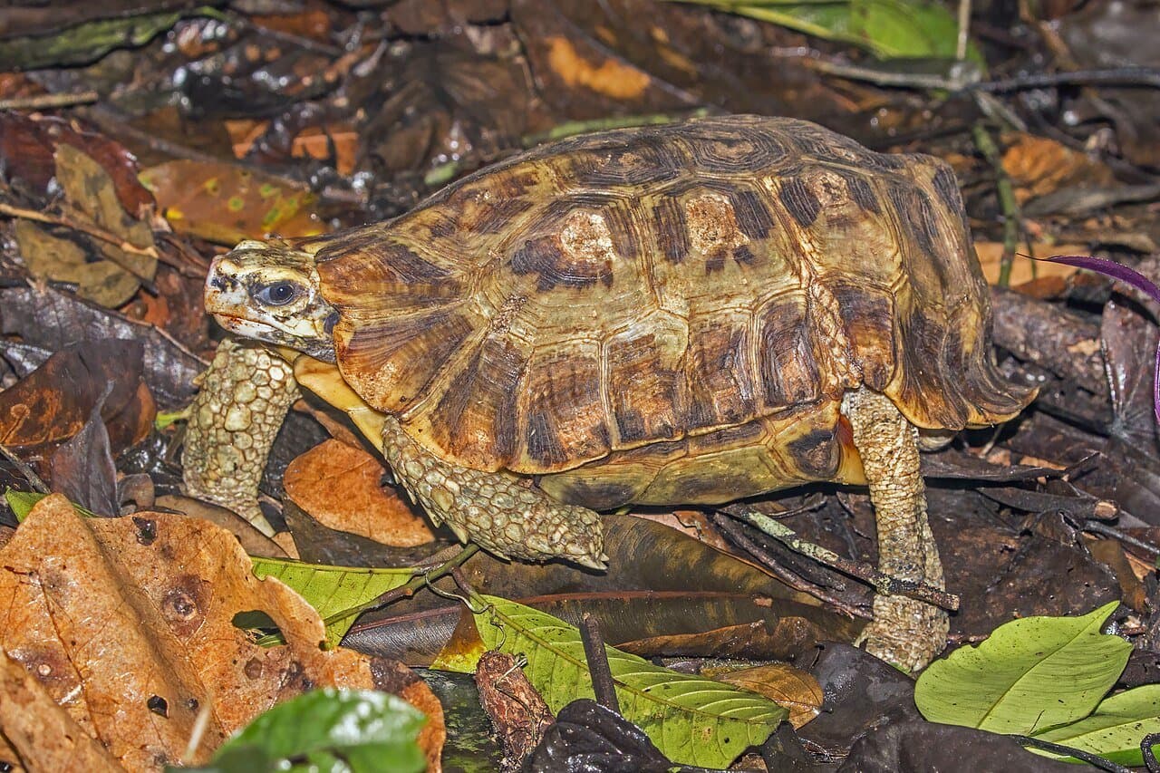 A brown Home's hinge-back tortoise among fallen leaves.