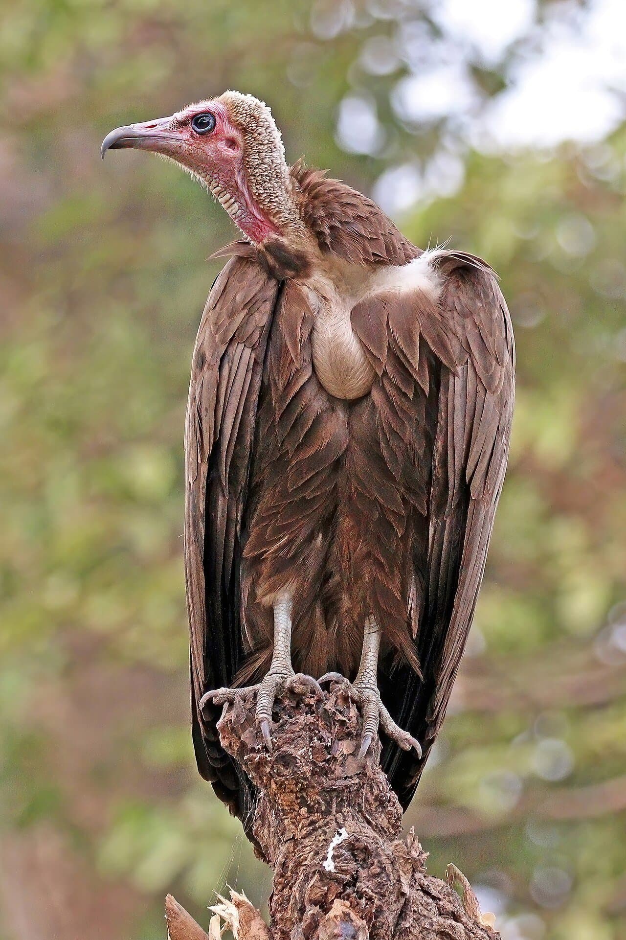 A brown hooded vulture with a bare pink head perched on a stump.