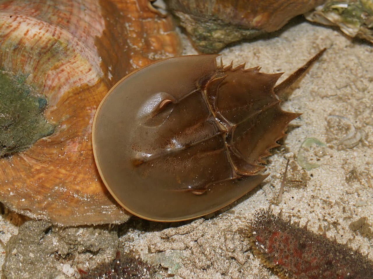 A brown horseshoe crab on a sandy sea floor.