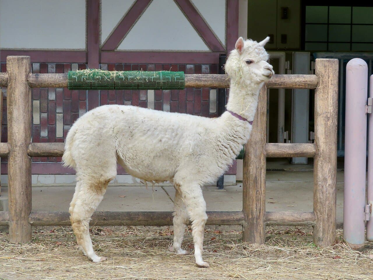 A fluffy white Huacaya alpaca standing near a wooden fence.