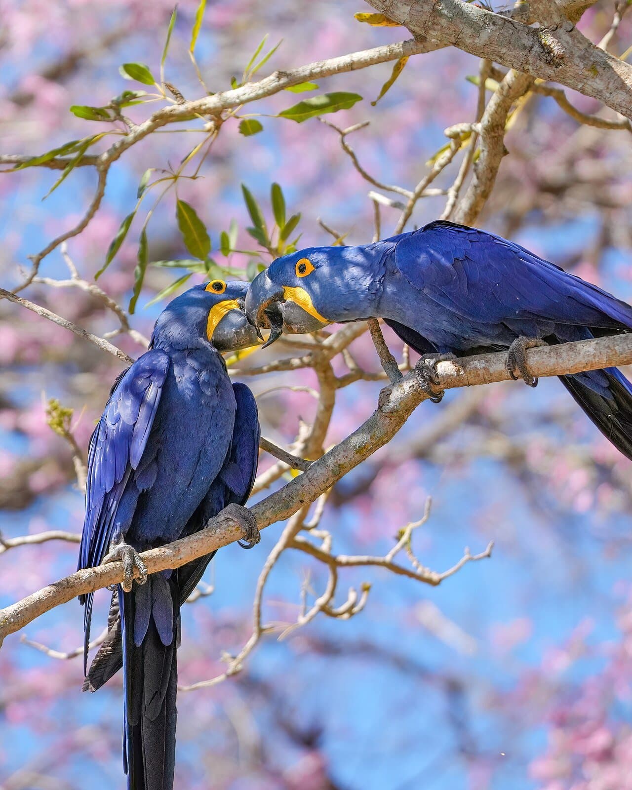 Two bright blue hyacinth macaws perched together on a branch among pink flowers.
