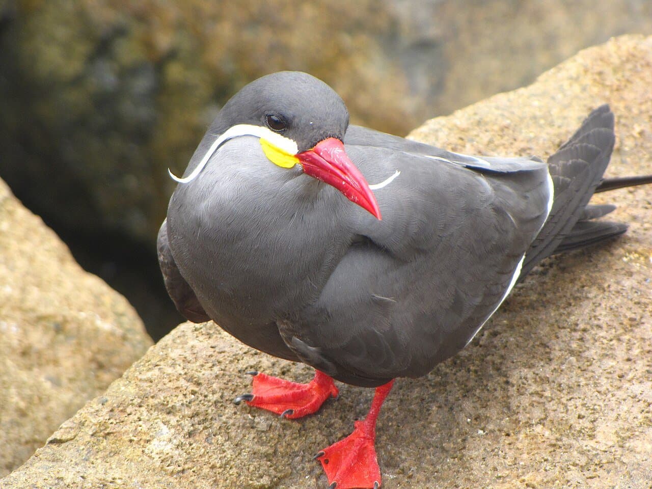 A dark gray Inca tern with a red bill and white mustache feathers on a rock.