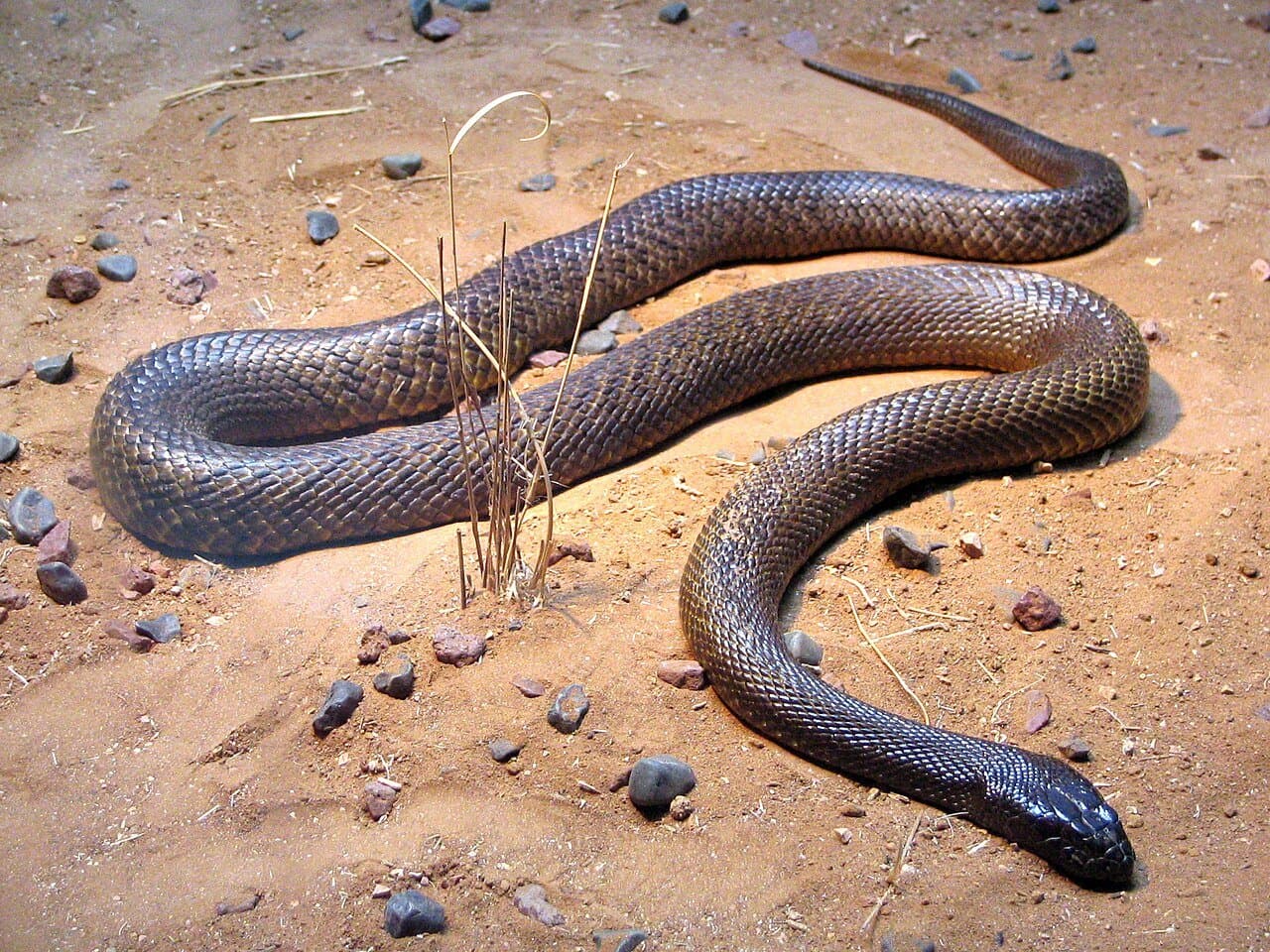 A dark brown inland taipan stretched across red sandy ground.