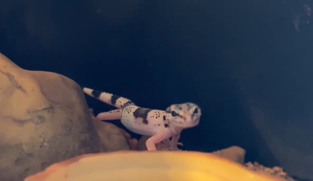 A pale, spotted Iranian fat-tailed gecko on a rock.