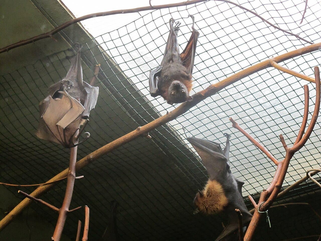 Island flying foxes hanging upside down from branches in an enclosure.