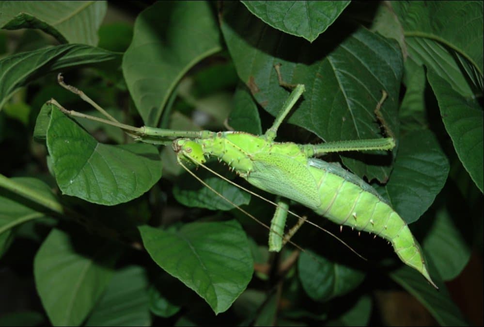 A bright green female jungle nymph stick insect on leaves.