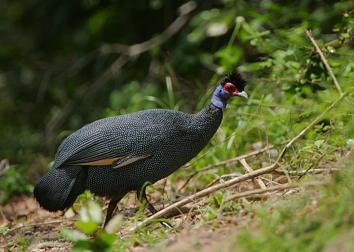 A crested guineafowl with white-spotted dark feathers and a curly black crest.