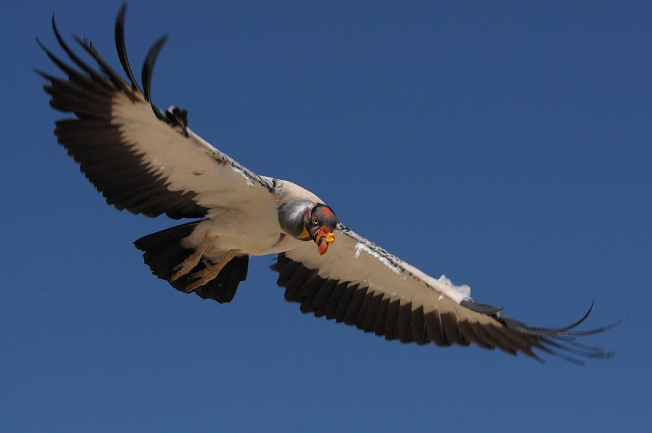 A king vulture with black and white wings and a colorful head soaring against a blue sky.