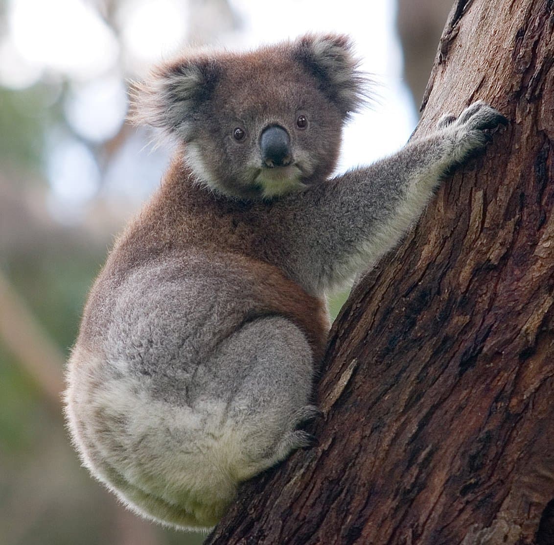 A gray koala clinging to a tree trunk.