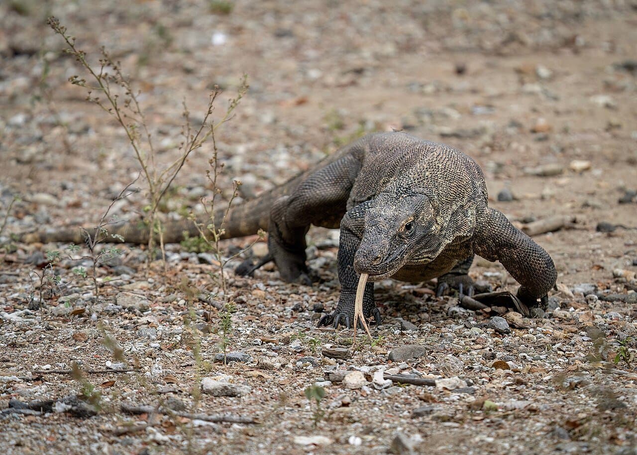 A Komodo dragon walking on dry, rocky ground.