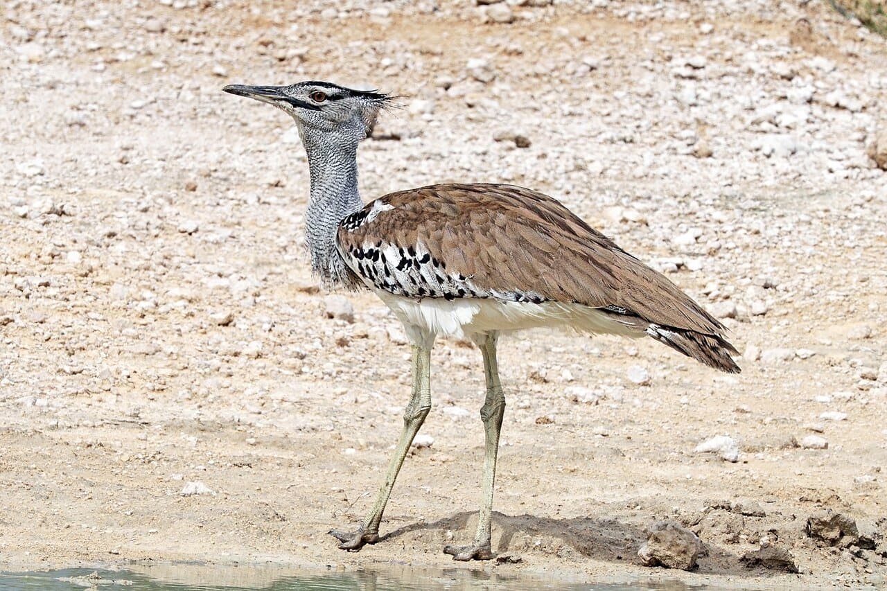 A kori bustard with gray and brown feathers walking on sandy ground.