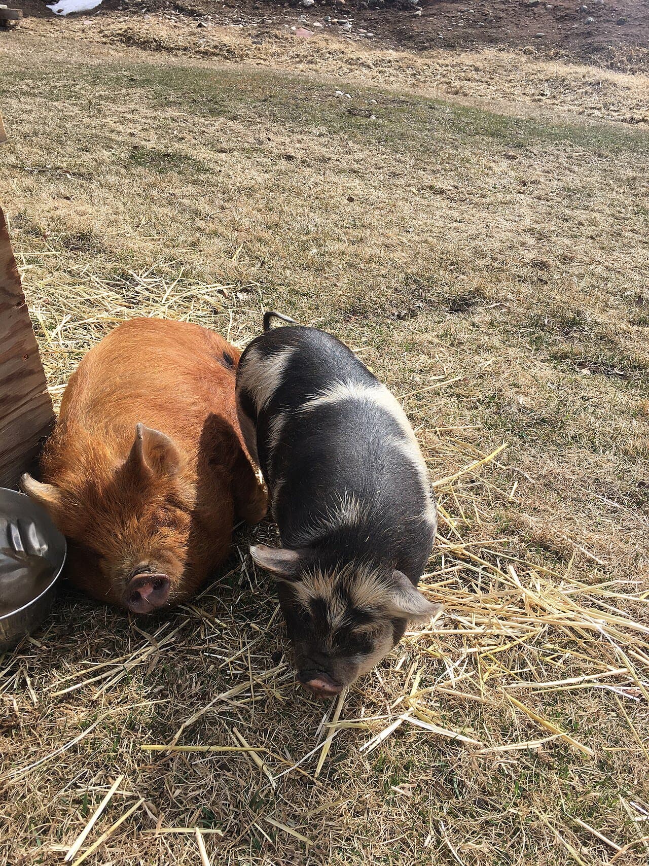 Two round Kunekune pigs, one ginger and one black-and-white, standing on straw.